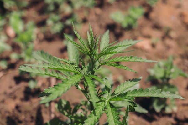 Exploring the Unique Characteristics of Landrace Cannabis Strains